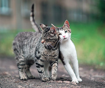 Katten houden van zwerven