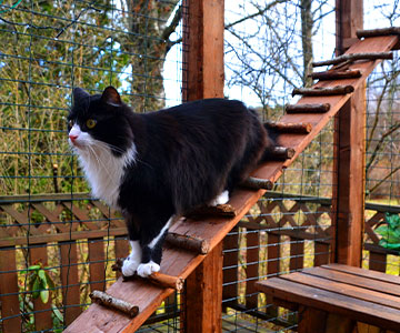 En fonction du nombre de chats, la volière pour chats doit être suffisamment grande et, bien sûr, protégée contre les évasions. 