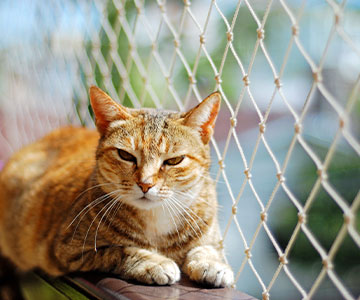 Il est également possible d'aménager un balcon pour qu'il soit à l'abri des chats.