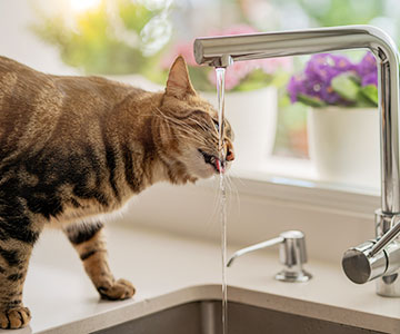 En été, encouragez votre chat à boire plus souvent.