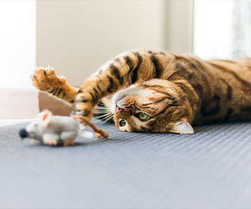 Auch in der Wohnung können Katzen ihrem Sozialverhalte, ihrer Neugier und ihrem Jagdverhalten nachgehen.