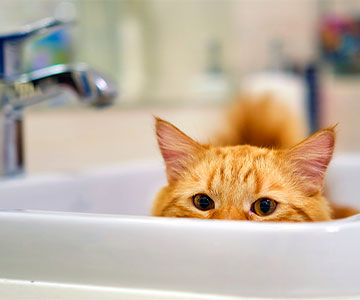 When temperatures are high, cats like to lie down on cold floors and surfaces.