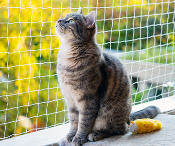 On the balcony, you can set up a shady spot for your cat.