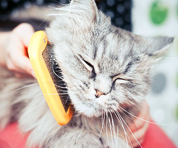 Les chats à poils longs ont la vie particulièrement dure en été.