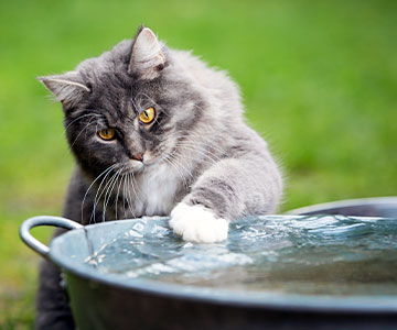 Avec peu d'accessoires, on peut éveiller l'instinct de chasse du chat et l'inciter à jouer avec l'eau.