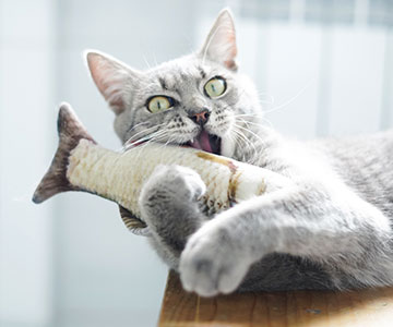 Activity Feeding as a useful activity for cats