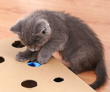 Intelligence toys lead to balanced cats