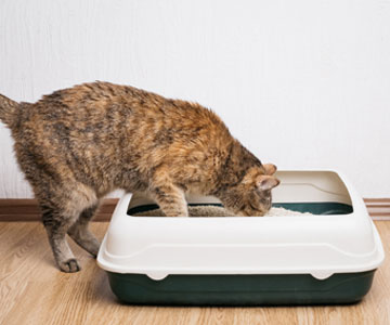 Tips and steps how to get cat used to litter tray.