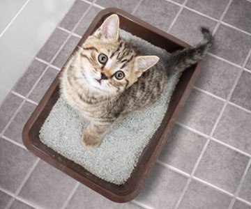 Tricks how to get cat house-trained