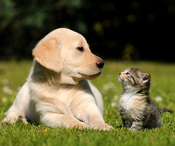 Welpe und Katzenbaby lernen sich kennen um sich aneinander zu gewöhnen