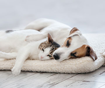Tips for getting cats and dogs used to each other: step by step
