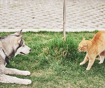 Katze und Hund begegnen sich und gewöhnen sich aneinander