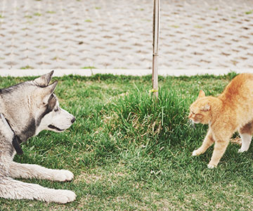 Kat en hond aan laten wennen