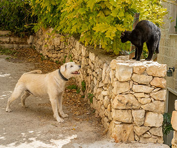 Kat en hond aan elkaar laten wennen ondanks slechte ervaringen