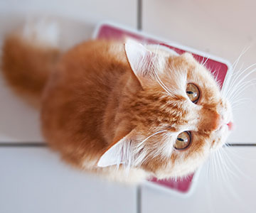 Katzen wiegen, um herauszufinden, ob sie Übergewicht, Untergewicht oder Normalgewicht hat.