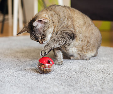 Katze spielt mit einem Futterball um sich ihr Katzenfutter zu erarbeiten.