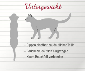 Seitenansicht und Draufsicht bei Katze mit Untergewicht