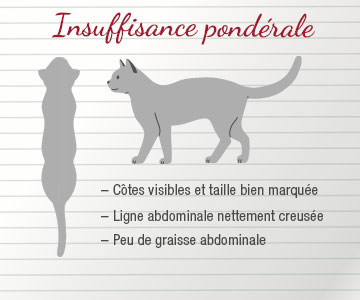 Chat en sous-poids Vue de côté et vue de dessus chez un chat en sous-poids