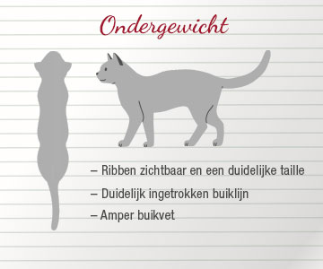 Samtykke Uovertruffen nå Was is het ideale gewicht van een kat?