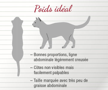 Chat au poids idéal Chat refusant les croquettes pour chat