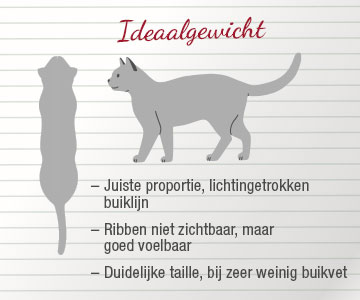 Samtykke Uovertruffen nå Was is het ideale gewicht van een kat?