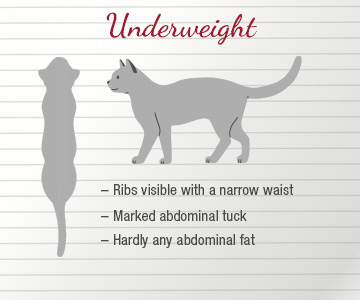 Cat that is underweight Side view and top view of an underweight cat