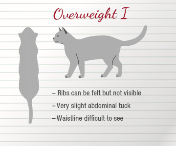 Cat that is overweight Cat eats too much cat food