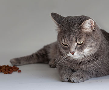 Katze verweigert Trockenfutter für Katze