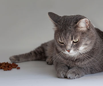 Cat refuses cat food for cats