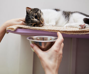 Le chat ne mange pas et est paresseux