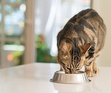 Le chat mange à nouveau sa nourriture