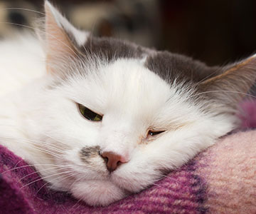 Kat is lusteloos en eet weinig of geen kattenvoer.