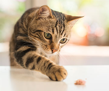 Tous les aliments ne sont pas de bons aliments pour chats.