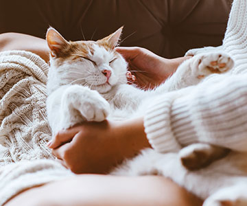 Worauf sollte man beim Kauf von Katzenfutter achten?