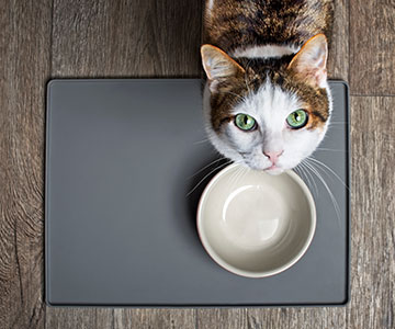 Plats maison ou industriels : quelle qualité d'alimentation choisir pour  mon chat ? - Doctissimo