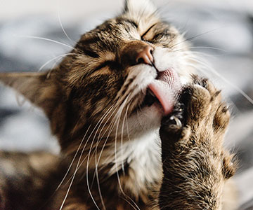 Verschillende productieprocessen kunnen een grote invloed hebben op de kwaliteit en de voedingsstoffen van kattenvoer.