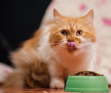 Wechsel zu einem neuen Katzenfutter: So lange dauert die Umstellung des Katzenfutters