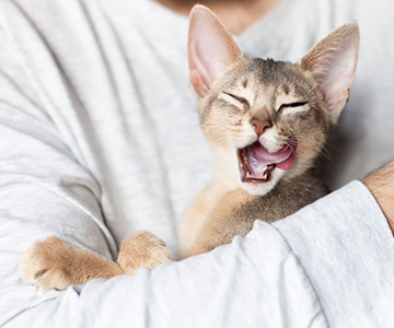 Nebenwirkungen beim Wechsel zu einem neuen Katzenfutter sind möglich