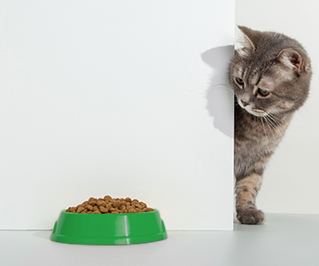 Futterumstellung Katze: Der Wechsel zu einem neuen Katzenfutter
