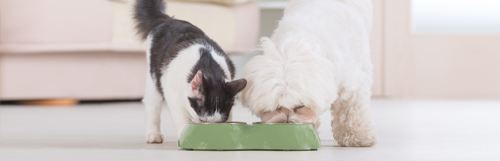 Hundefutter und Katzenfutter im Abo bestellen mit automatischer Lieferung