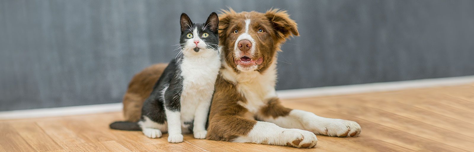 Questions et réponses sur nos nuourritures pour chiens et chats