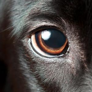 Les chiens voient-ils mieux que les humains ?