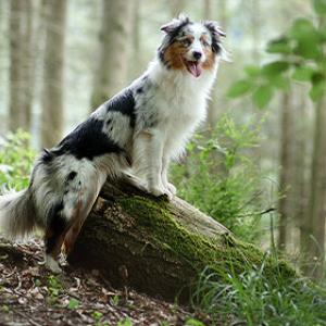 Tipps, um Ihren Hund bei der körpereigenen Entgiftung zu unterstützen