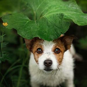 Mythen rund um den Hund