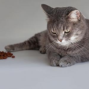 Katzen frisst nicht und verweigert das Katzenfutter