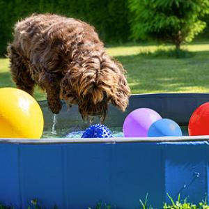 Wasserspiele für Hunde