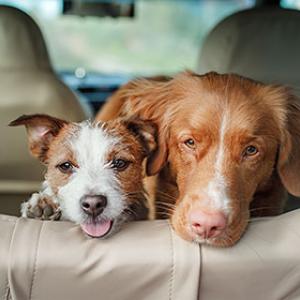 Met uw hond op vakantie: nuttige tips