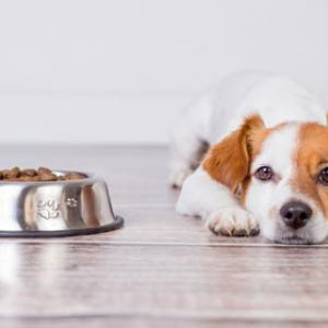 Tipps zur Hundeernährung, wenn der Hund das Futter verweigert