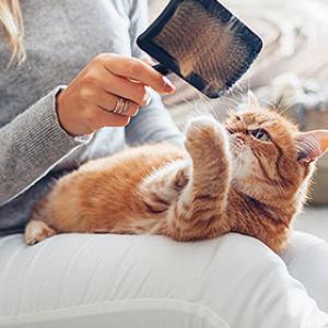 Fellpflege Katzen: Für ein glänzendes und gesundes Katzenfell