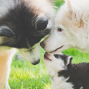 Soutenir la croissance saine du chiot avec la bonne nourriture pour chiots